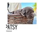 AKC Lab pup - Patsy