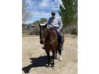 Aqha Broke Ranch Horse Kind Gentle anyone can ride