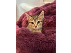 Adopt PEGGY LEG a Brown Tabby Domestic Shorthair / Mixed (short coat) cat in