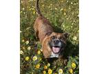 Adopt Stitch a Brindle - with White Australian Cattle Dog / American