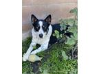 Adopt Thiago a Black - with White Border Collie / Mixed dog in Pomona