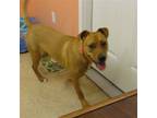 Adopt Gemma a Retriever (Unknown Type) / Mixed dog in York, SC (34632519)
