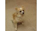 Adopt Pippie a Pomeranian / Mixed dog in York, SC (34632517)