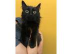 Adopt Inez a All Black Domestic Longhair / Domestic Shorthair / Mixed cat in