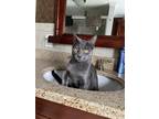 Adopt Ash a Gray or Blue British Shorthair / Mixed (short coat) cat in