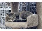 Adopt Cardamon a Brown Tabby Domestic Shorthair (short coat) cat in Missoula