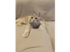 Adopt Butters a Cream or Ivory Maine Coon (long coat) cat in Plainville