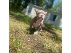 American Bulldog Puppy for sale in Tampa, FL, USA