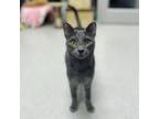 Adopt Cinder a Gray or Blue Domestic Shorthair / Mixed (short coat) cat in