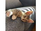 Adopt Munchkin a Brown Tabby Domestic Shorthair (short coat) cat in Fort