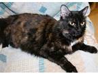 Adopt Kara a Tortoiseshell Domestic Mediumhair / Mixed (medium coat) cat in