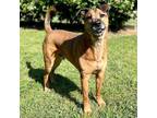 Adopt TANK a Brown/Chocolate German Shepherd Dog / German Shepherd Dog / Mixed