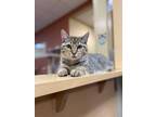 Adopt Nadia a Gray or Blue Bengal / Domestic Shorthair / Mixed cat in Columbia