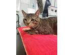 Adopt SOGGY a Brown Tabby Domestic Shorthair / Mixed (short coat) cat in London
