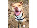 Adopt Enzo a Cane Corso / Mixed dog in Penticton, BC (34631277)