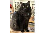 Adopt Vinny a Black (Mostly) Persian / Mixed (long coat) cat in Trabuco Canyon