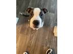 Adopt Bleu a White - with Gray or Silver American Staffordshire Terrier / Boxer