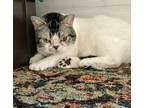 Adopt Snowy a Cream or Ivory (Mostly) American Wirehair (medium coat) cat in