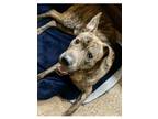 Adopt Deano a Brindle Dutch Shepherd / Shar Pei / Mixed dog in Lilburn
