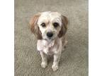 Adopt Tyson a Brown/Chocolate - with Tan Poodle (Miniature) / Terrier (Unknown