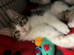 Adopt Raya a Brown Tabby Domestic Shorthair / Mixed (short coat) cat in Marion