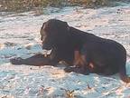 Adopt Macy a Black Labrador Retriever / Golden Retriever / Mixed dog in Millen