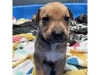 Adopt Mocha a Black Husky / Mixed dog in Edinburg, TX (34628904)