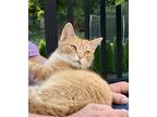Adopt Sandy a Orange or Red Tabby American Shorthair / Mixed (short coat) cat in