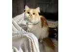 Adopt Afina a White Domestic Longhair (long coat) cat in Jacksonville