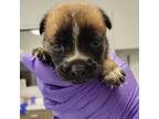 Adopt Farinne pup 10 a Brown/Chocolate Husky / Shepherd (Unknown Type) / Mixed