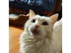 Adopt Mushi a White Turkish Angora / Mixed (long coat) cat in Portland