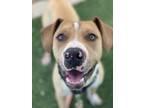 Adopt Cisco a Brown/Chocolate American Pit Bull Terrier / Mixed dog in Fresno