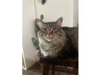 Adopt Foxy a Gray, Blue or Silver Tabby Norwegian Forest Cat (long coat) cat in