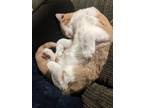Adopt Jack a Orange or Red Tabby American Shorthair / Mixed (short coat) cat in