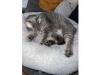 Adopt El a Gray or Blue (Mostly) American Shorthair / Mixed (short coat) cat in