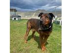 Adopt Smokey a Rottweiler / German Shepherd Dog / Mixed dog in Kamloops