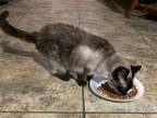 Adopt Sasha a Tan or Fawn Siamese / Mixed (medium coat) cat in Franklinton