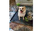 Adopt Ziggs a White - with Tan, Yellow or Fawn Pomeranian / Mixed dog in