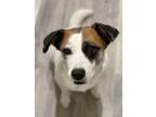 Adopt Maggie a White - with Brown or Chocolate Jack Russell Terrier / Mixed dog