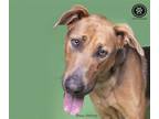Adopt Dog a Brown/Chocolate - with Black Great Dane / Mixed dog in Jurupa
