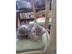 Adopt Stormy a Gray or Blue Domestic Longhair / Mixed (medium coat) cat in