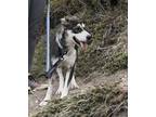 Adopt Taco a Black Husky / Border Collie / Mixed dog in Calgary, AB (34624708)