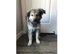 Adopt Mokie a Black Husky / German Shepherd Dog / Mixed dog in Calgary