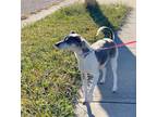 Adopt Joanie a Gray/Silver/Salt & Pepper - with White Jack Russell Terrier / Rat