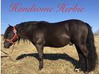 Once in a Lifetime 10.2 Hd Stunning Child Friendly Pony
