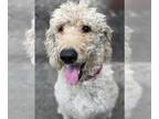 Labradoodle PUPPY FOR SALE ADN-384447 - Cream Adult Male Labradoodle
