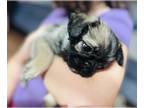 Pug-Shih Tzu Mix PUPPY FOR SALE ADN-384422 - Beautiful Healthy puppies