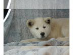 Akita PUPPY FOR SALE ADN-384173 - American akita puppies