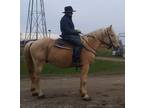 American Cream Draft Stallion Proven Rides Drives