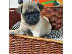 Pug Puppy for sale in Glendale, CA, USA
